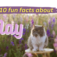 featured image 10 fun facts about May