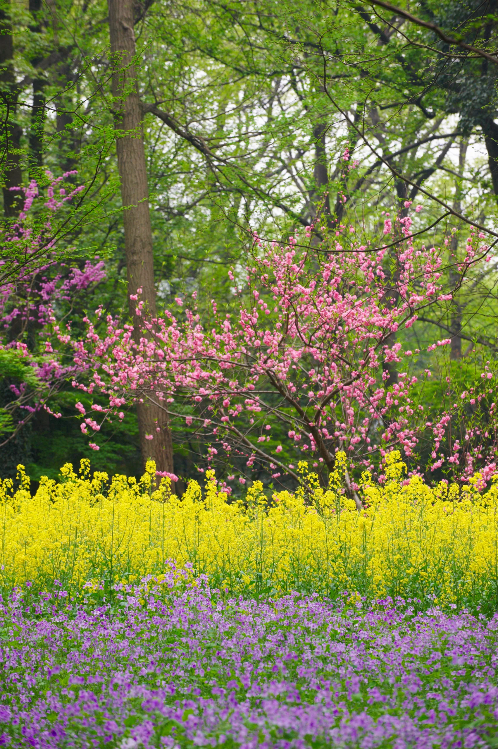 colorful spring summer park with flowers