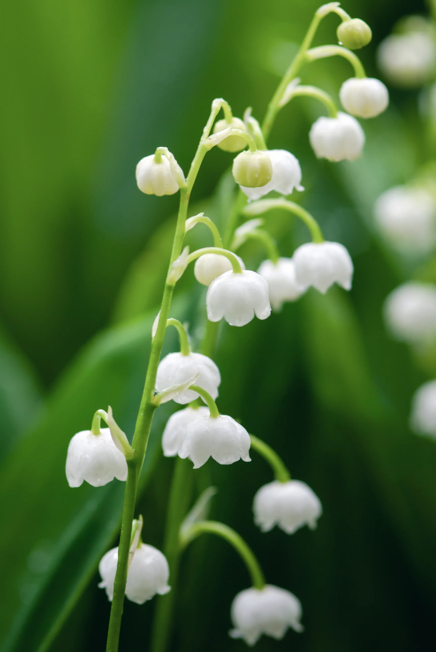 shot of Lily of the Valley